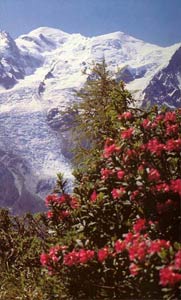 Location Chalet Mont Blanc à Cordon